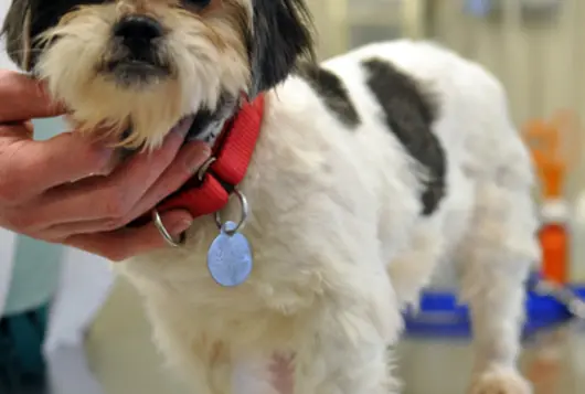 black and white shitzu dog in vet's office