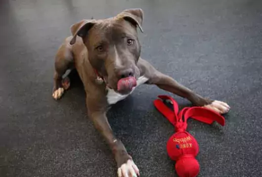 gray dog playing with red kong toy