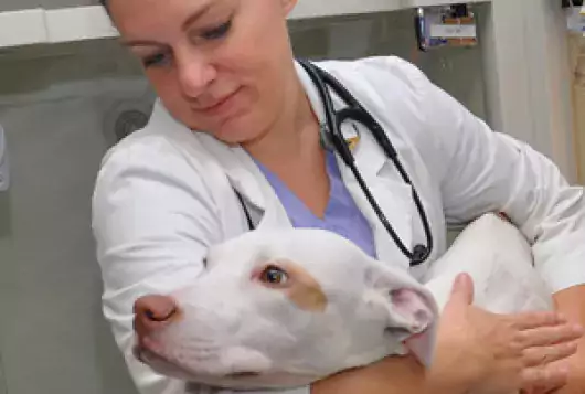 white pit mix in veterinarian's arms