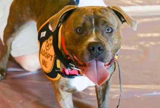brown and white pit mix looks happily at camera wearing adopt me vest