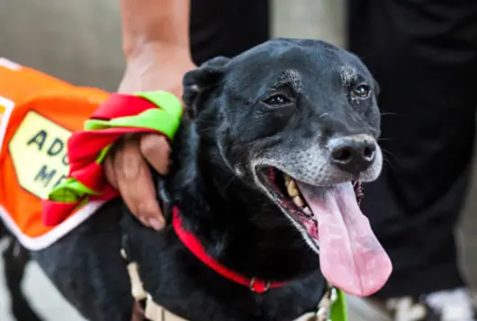 black dog outdoors wearing Adopt Me vest to attract adopters