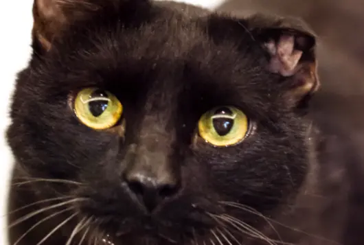 black cat with ear tip looks at camera from inside shelter kennel