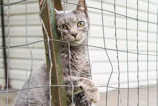 Cat behind a wire fence