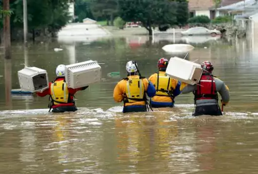 rescue workers treading deep water carrying animal crates during flooding
