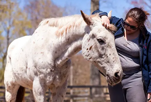 woman petting horse