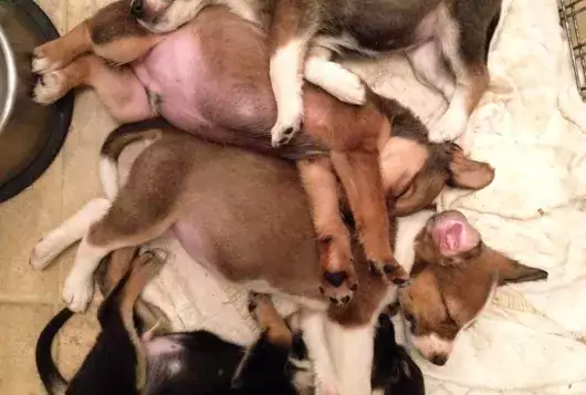 pile of 4 sleeping puppies