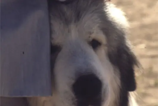 big black and white shaggy dog leans on owner outdoors