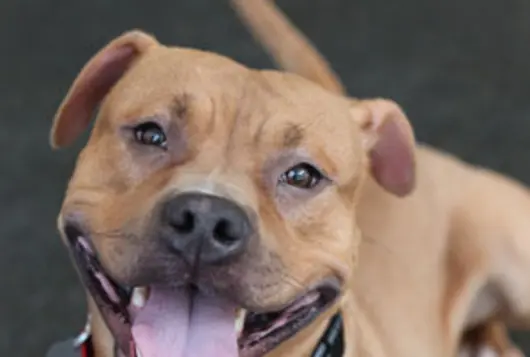 happy brown dog smiles to camera 