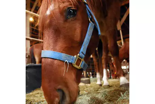 horse in barn eating hay from floor