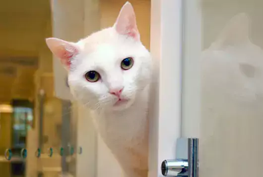 white cat peeks out of enclosure