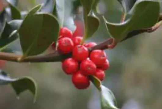 holly plant