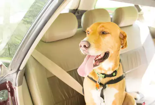 blond dog in car waiting for spay appointment with tongue out