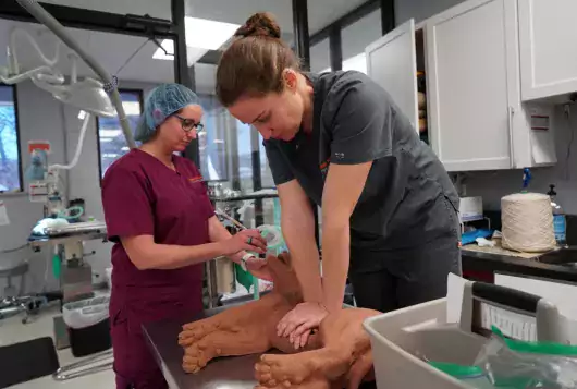 woman in scrubs performs CPR on mannequin dog while second woman tends to machin