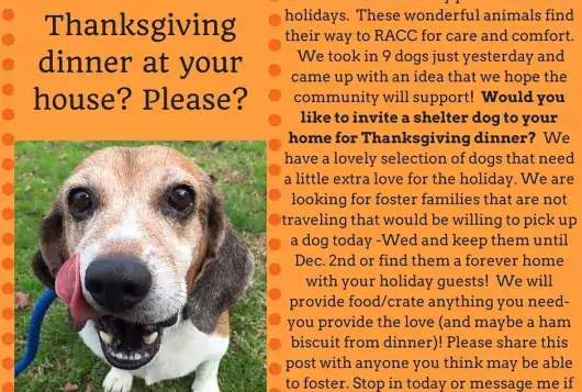 senior beagle licking her chops in thanksgiving visit shelter promo flyer