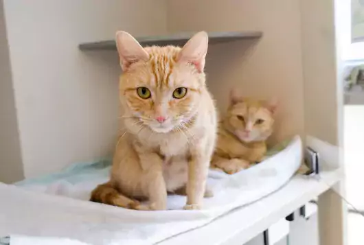two blond cats in enclosure
