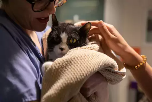 cat wrapped in blanket held by veterinary staff