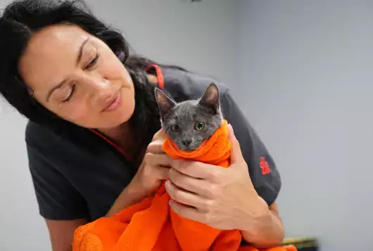 Woman wrapping towel around cat