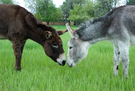 a dark brown donkey stands nose to nose in the grass with a gray donkey