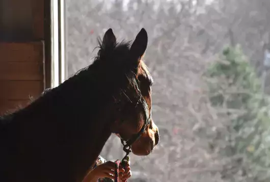 horse looking out of barn