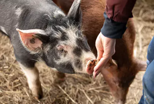 pig being hand fed