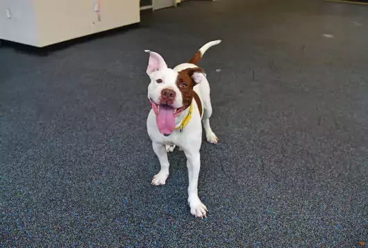 happy dog inside shelter playing