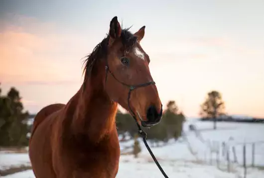 brown horse in snowy sunset