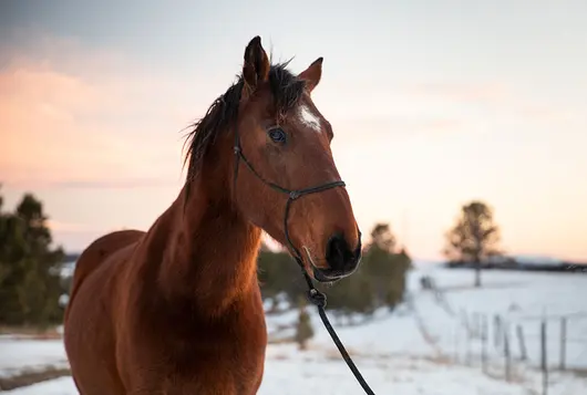 brown horse in snowy sunset