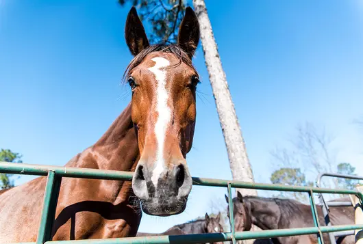 brown horse at fence under blue sky