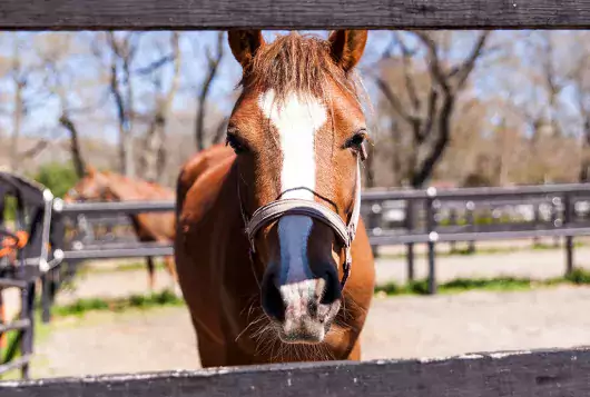 brown and white horse inside wooden fencing looking at camera