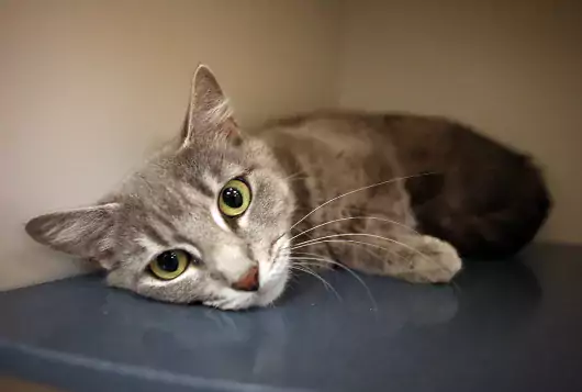 gray cat in kennel inside shelter lying down