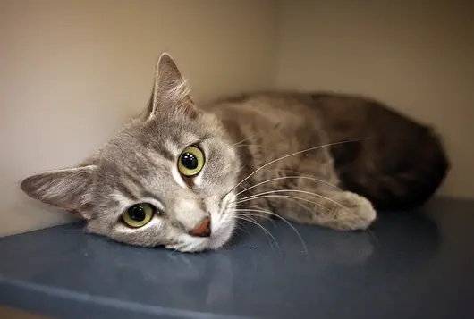 gray cat in kennel inside shelter lying down