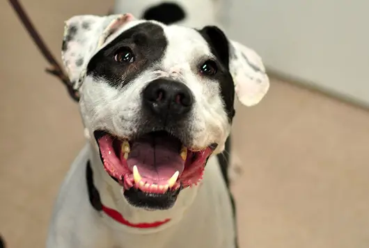 smiling black and white dog