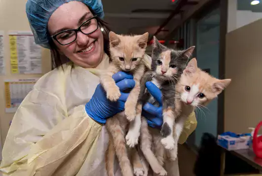 three kittens held by smiling vet