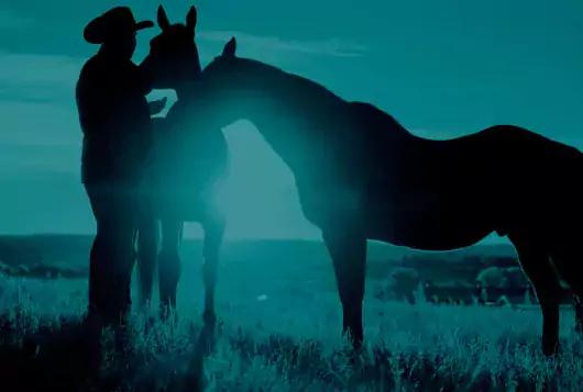 man in cowboy hat standing with two horses in blue colored photo