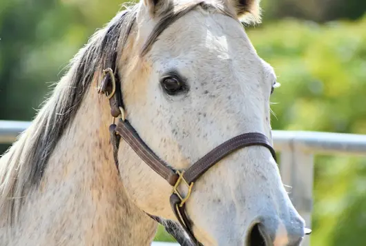 spotted white horse wearing bridle standing outdoors in sun