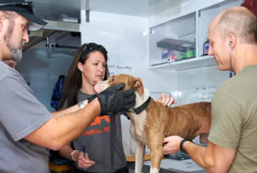 forensics team examines a dog in medical setting