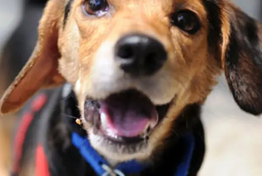 smiling dog wearing red white and blue collar outdoors in sunshine