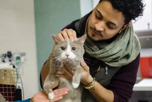 man in green scarf pets cat in veterinary office