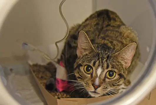 gray and white cat in shelter on IV drip