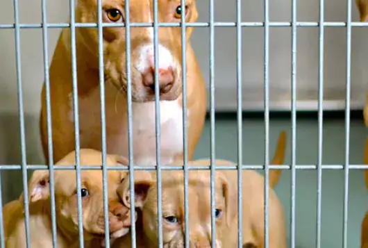 tan dog and puppies in cage