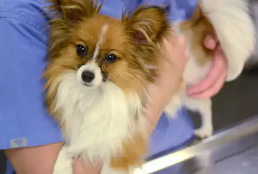 papillon hairy dog being held by veterinary staff