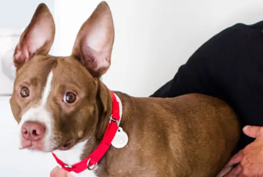 dog with pointy ears looks at camera nervously