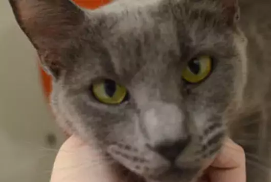 gray cat looking at camera