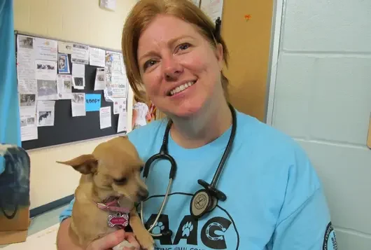 woman in blue shirt holding small chihuahua