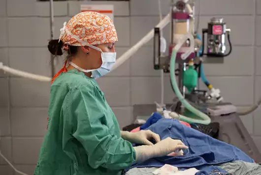 Correct posture during surgery for veterinarians