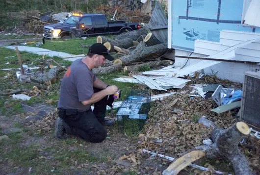 man sets out trap amid wreckage from disaster