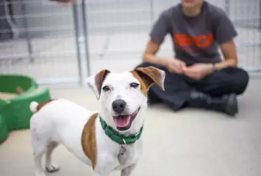 dog being trained by aspca staff in pen