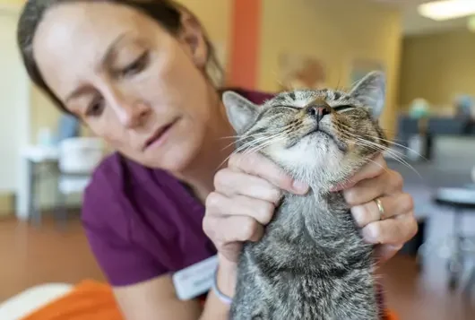 vet tech gives a checkup to a happy cat