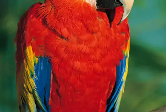 bright red bird