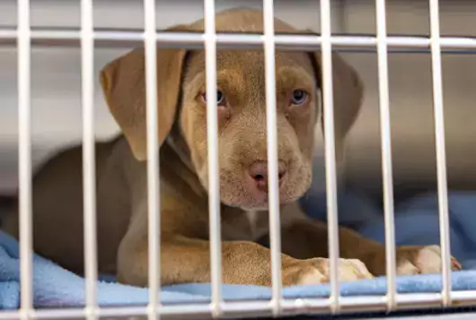 Brown puppy in a kennel